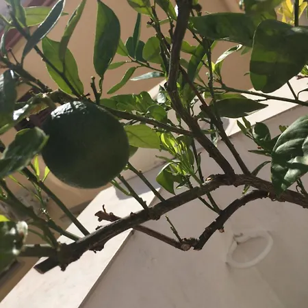 לינה וארוחת בוקר Cialoma פלרמו